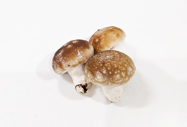 幫助排便的食物 7：香菇 / 圖片來源 PhotoAC